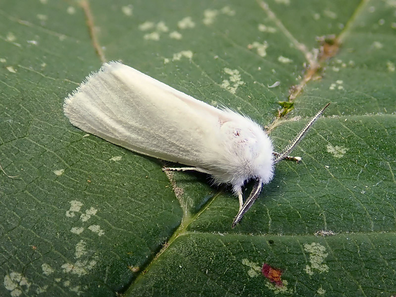 da identificare: piccola falena bianca